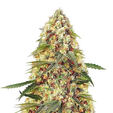 Banana Zkittlez cannabisplant