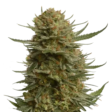 Berner's Cookies cannabisplant