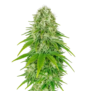 Big Bud Auto cannabisplant