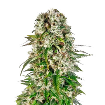 Big Bud cannabisplant
