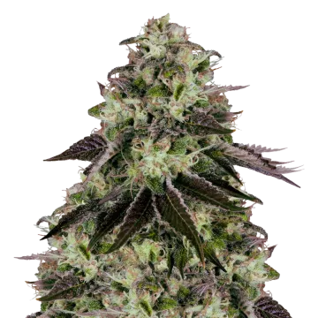 Biscotti cannabisplant