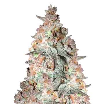 Black Cherry Soda cannabisplant