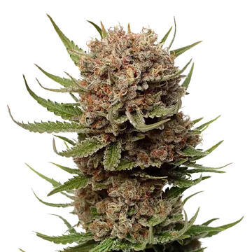 Black Domina cannabisplant