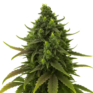 Black Jack Auto cannabisplant