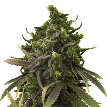 Black Jack cannabisplant