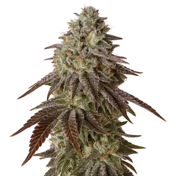 Black Runtz Auto cannabisplant