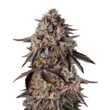 Black Runtz cannabisplant