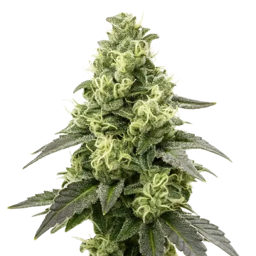 Black Widow Auto cannabisplant