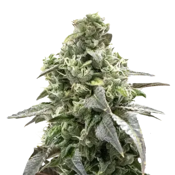 Black Widow cannabisplant