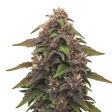 Blackberry Kush Auto cannabisplant