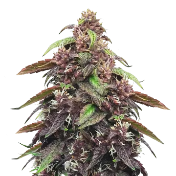 Blackberry Kush cannabisplant