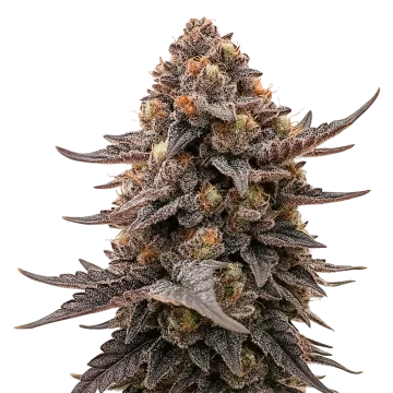 Blackberry Moonrocks Auto cannabisplant