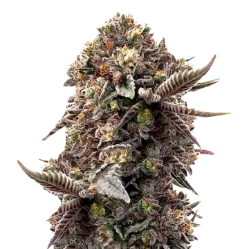 Blackberry Moonrocks cannabisplant