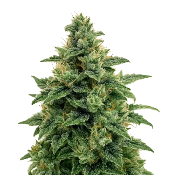 Blue Amnesia Auto cannabisplant