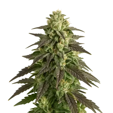 Blue Cheese Auto cannabisplant