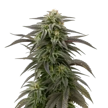Blue Cheese cannabisplant