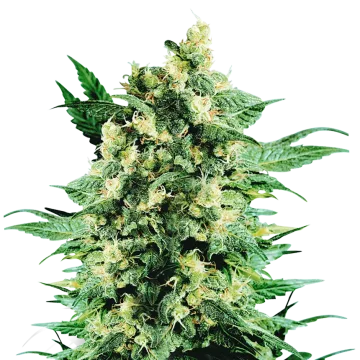 Blue Cookies cannabisplant