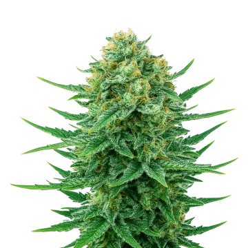 Blue Dream Auto cannabisplant