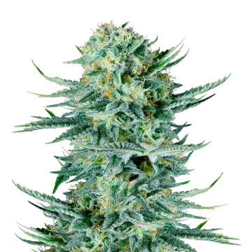 Blue Dream cannabisplant
