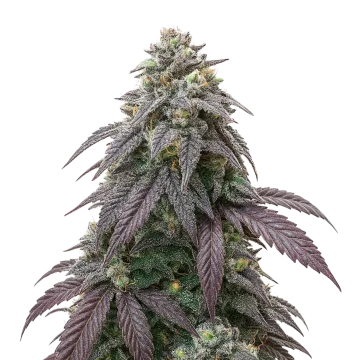 Blue Zushi cannabisplant