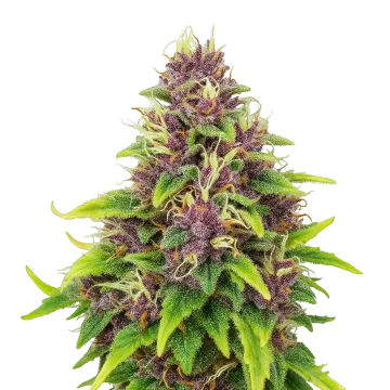 Blueberry Auto cannabisplant