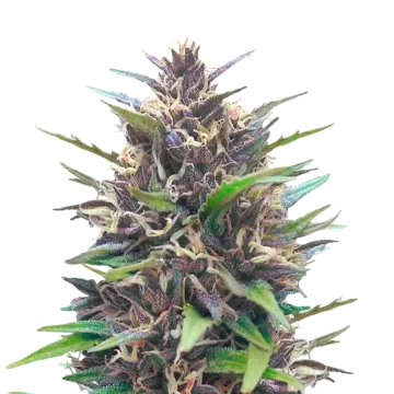 Blueberry CBD cannabisplant
