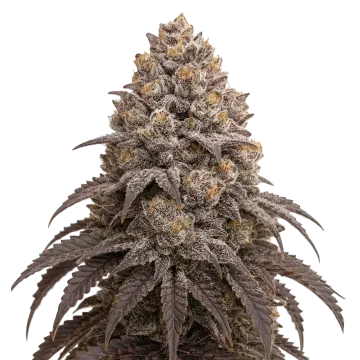Blueberry Kush cannabisplant