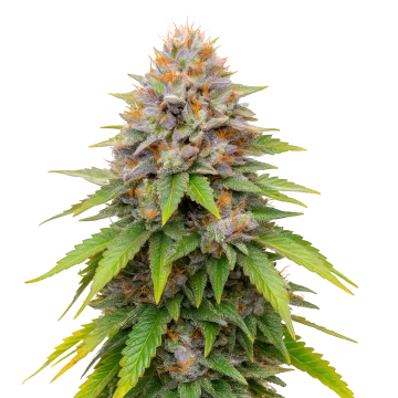 Blueberry Muffin cannabisplant
