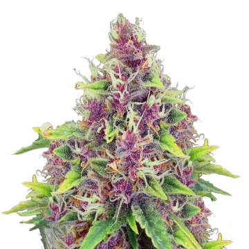 Blueberry cannabisplant