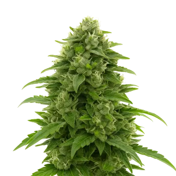 Bruce Banner Auto cannabisplant