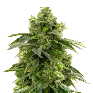 Bruce Banner cannabisplant