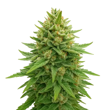Bubba Kush Auto cannabisplant