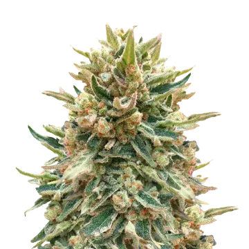 Bubba Kush cannabisplant