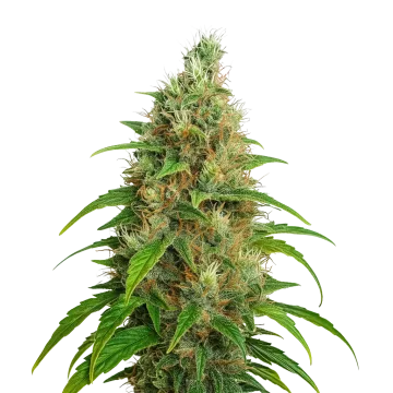 Bubblegum Auto cannabisplant