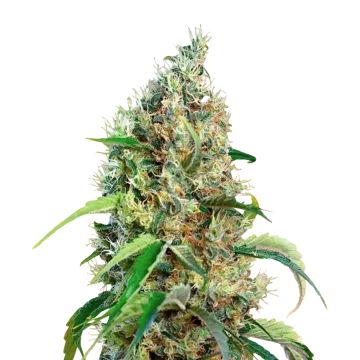 Bubblegum cannabisplant