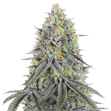 Bubblegum Sherbet cannabisplant