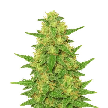 C. Banana Auto cannabisplant