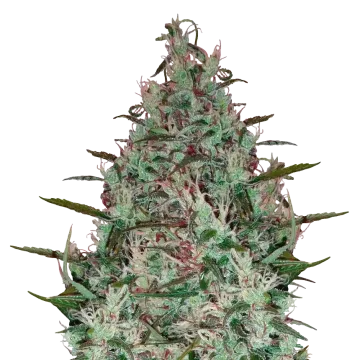 Canadian Haze cannabisplant