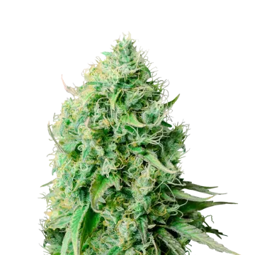 Cannatonic cannabisplant