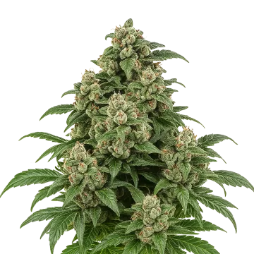 Cap Junky Auto cannabisplant