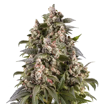 Cap Junky cannabisplant