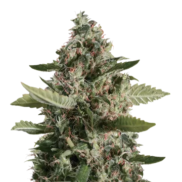 CBD Candida cannabisplant