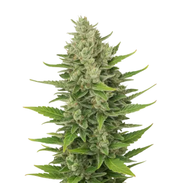 CBD Critical Mass Auto cannabisplant
