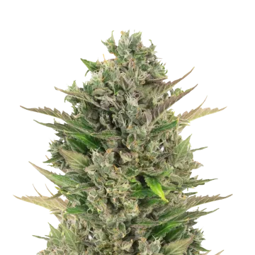 CBD Critical Mass cannabisplant