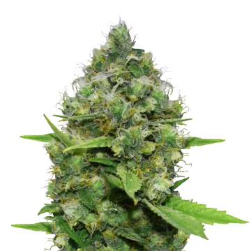 Diesel CBD cannabisplant