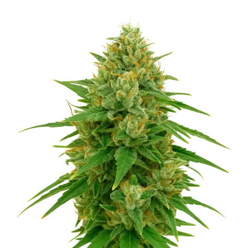 CBD Express Auto cannabisplant