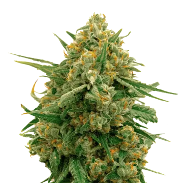 CBD Express cannabisplant