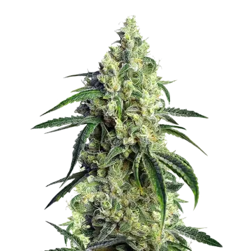 CBD Girl Scout Cookies cannabisplant
