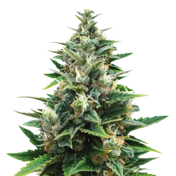 CBD Harle-Tsu cannabisplant