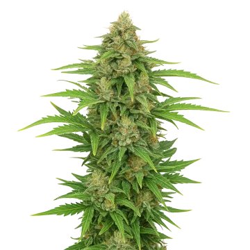CBD Kush Auto cannabisplant